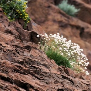  - Armeria soleirolii (Duby) Godr.