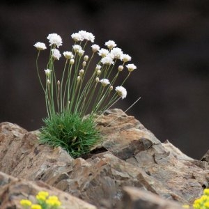 Armeria leucocephala subsp. soleirolii (Duby) Arcang. (Arméria de Soleirol)