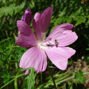 Photographie n°197014 du taxon Malva moschata L. [1753]