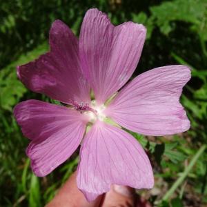 Photographie n°197016 du taxon Malva moschata L. [1753]