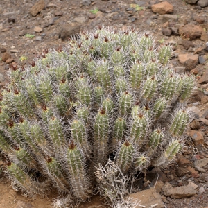 Photographie n°197027 du taxon Euphorbia handiensis Burchard [1912]