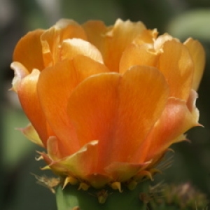 Opuntia dillenii (Ker Gawl.) Haw.