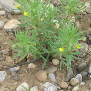 Ajuga chamaepitys (L.) Schreb. subsp. chamaepitys (Bugle petit-pin)