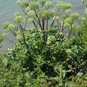 Photographie n°197105 du taxon Angelica archangelica subsp. archangelica