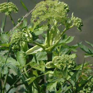  - Angelica archangelica subsp. archangelica