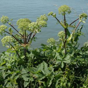  - Angelica archangelica subsp. archangelica