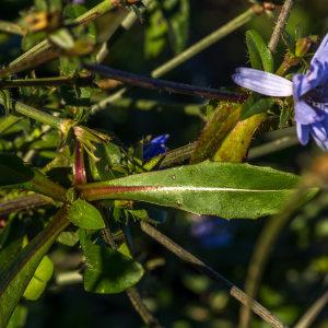 Photographie n°197117 du taxon Cichorium intybus L. [1753]