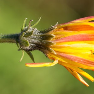 Photographie n°197139 du taxon Picris hieracioides L. [1753]