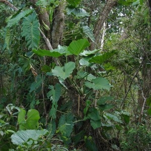  - Philodendron giganteum Schott