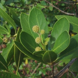  - Conocarpus erectus L.