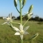  Paul Fabre - Ornithogalum narbonense L. [1756]