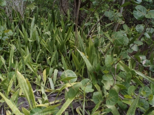 Marc Chouillou, le 15 avril 2008 (Port-Louis)