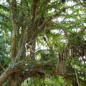  - Ceiba pentandra (L.) Gaertn.