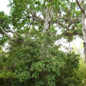  - Ceiba pentandra (L.) Gaertn.