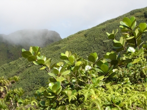 Marc Chouillou, le 22 avril 2008 (Saint-Claude (Soufrière))