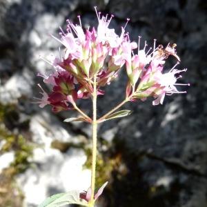 Origanum vulgare L. subsp. vulgare (Marjolaine sauvage)
