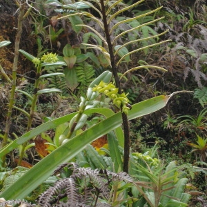  - Epidendrum dendrobioides Thunb.