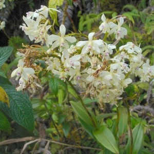  - Epidendrum patens Sw.