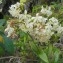  Marc Chouillou - Epidendrum patens Sw.