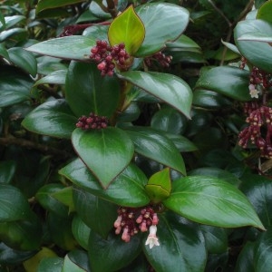  - Psychotria guadalupensis (DC.) R.A. Howard
