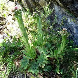 Photographie n°197221 du taxon Sempervivum tectorum subsp. tectorum