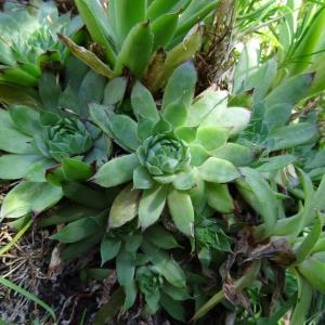  - Sempervivum tectorum subsp. tectorum