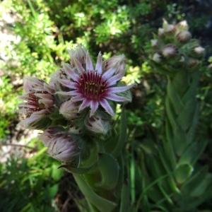 Sempervivum tectorum subsp. rupestre proles murale (Boreau) Rouy & E.G.Camus (Joubarbe des toits)