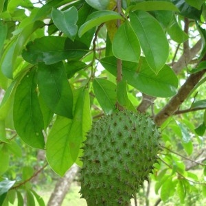  - Annona muricata L.