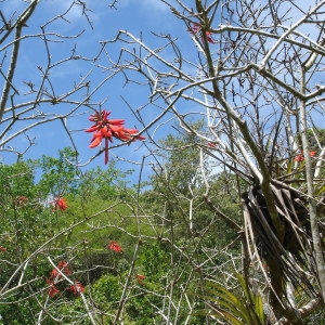  - Erythrina corallodendron L.