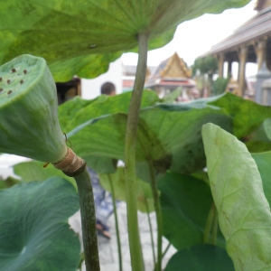 Photographie n°197262 du taxon Nelumbo nucifera Gaertn.