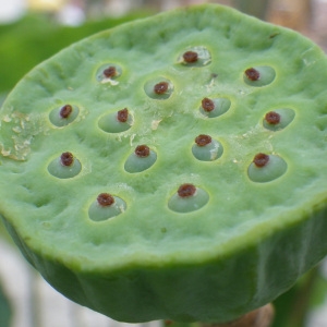 Photographie n°197264 du taxon Nelumbo nucifera Gaertn.