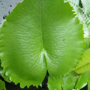 Photographie n°197266 du taxon Nelumbo nucifera Gaertn.