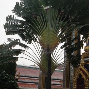 Photographie n°197270 du taxon Ravenala madagascariensis Sonn.