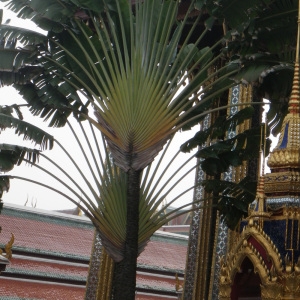 Photographie n°197272 du taxon Ravenala madagascariensis Sonn.