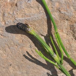 Photographie n°197294 du taxon Equisetum palustre L. [1753]