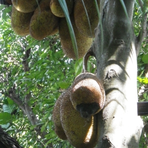 Photographie n°197326 du taxon Artocarpus heterophyllus Lam.