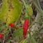  Liliane Roubaudi - Capsicum annuum L.