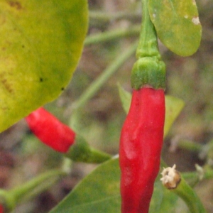 Photographie n°197332 du taxon Capsicum annuum L.