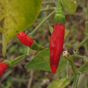  - Capsicum annuum L.