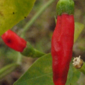  - Capsicum annuum L.