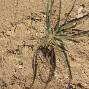 Photographie n°197358 du taxon Plantago maritima subsp. serpentina (All.) Arcang. [1882]