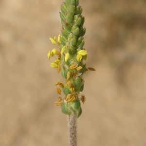 Photographie n°197359 du taxon Plantago maritima subsp. serpentina (All.) Arcang. [1882]