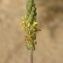  Paul Fabre - Plantago maritima subsp. serpentina (All.) Arcang. [1882]