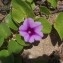  Marc Chouillou - Ipomoea pes-caprae (C. Linnaeus) R. Brown