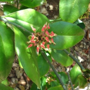  - Pedilanthus tithymaloides (L.) Poit.