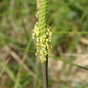 Plantago serpentina Vill. (Plantain serpentant)