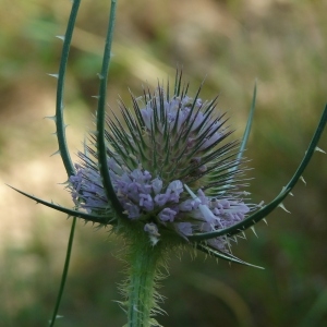 Photographie n°197381 du taxon Dipsacus fullonum L.