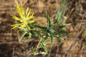 Paul Fabre, le  4 août 2013 (Mas-de-Londres)