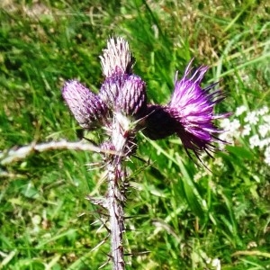 Photographie n°197397 du taxon Cirsium palustre (L.) Scop. [1772]