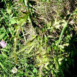 Photographie n°197398 du taxon Cirsium palustre (L.) Scop. [1772]